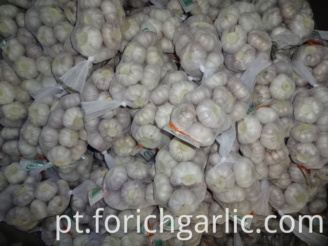 Good Quality Regular Garlic